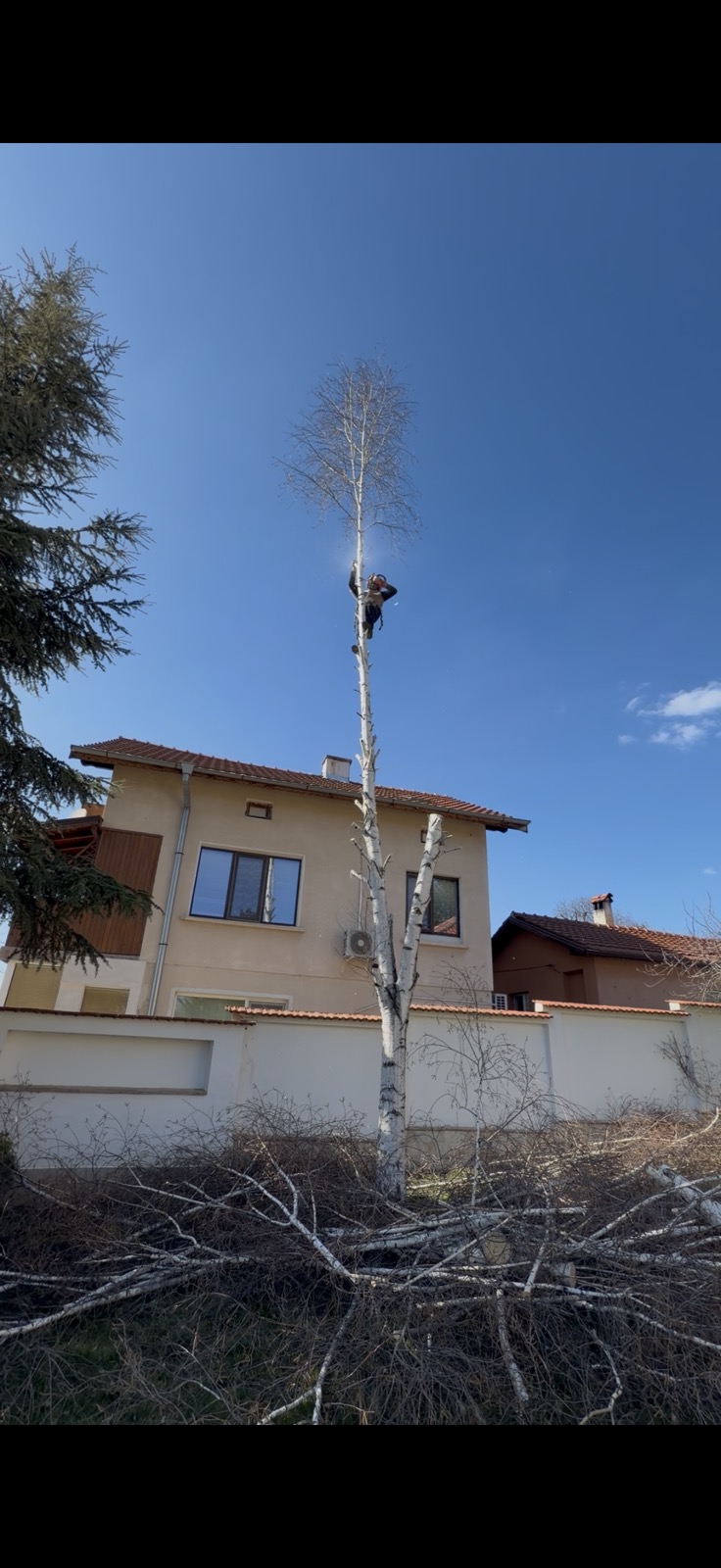 Арборист висок