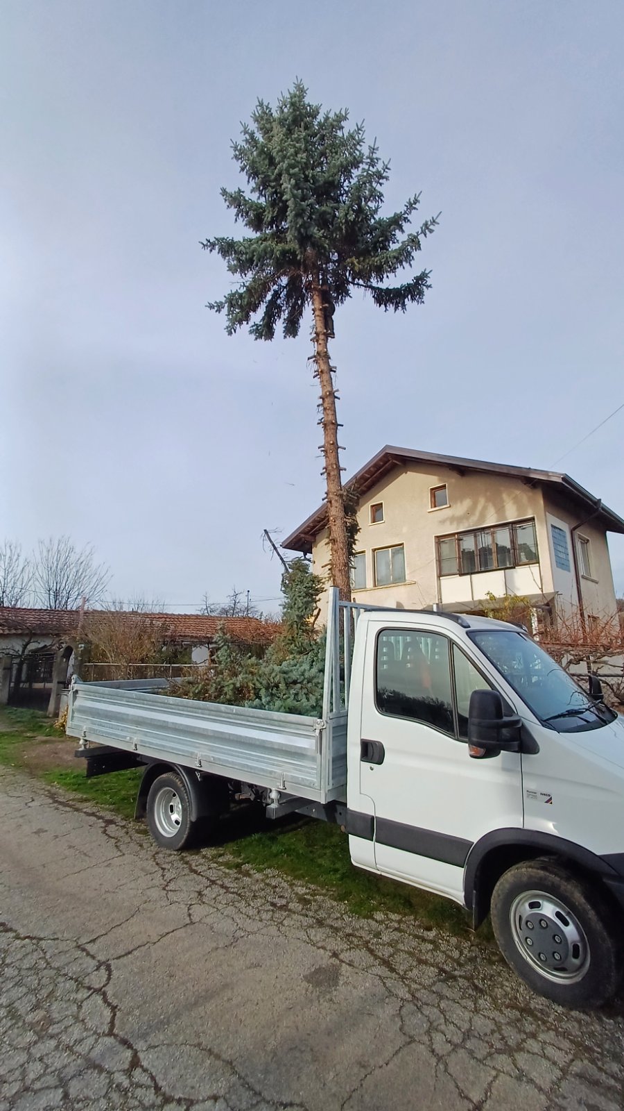 Извозване цяло дърво