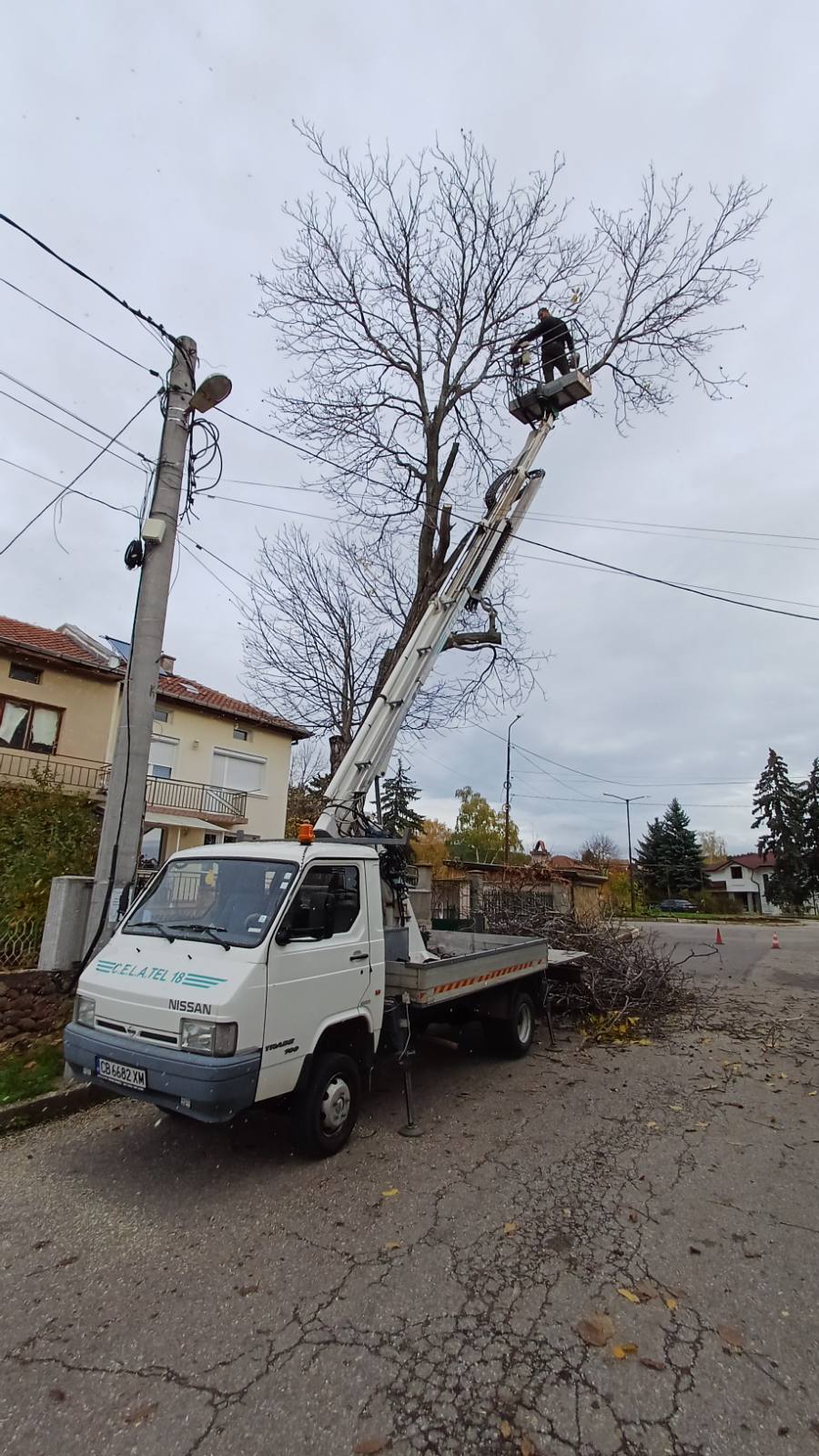 Улично дърво отстранено